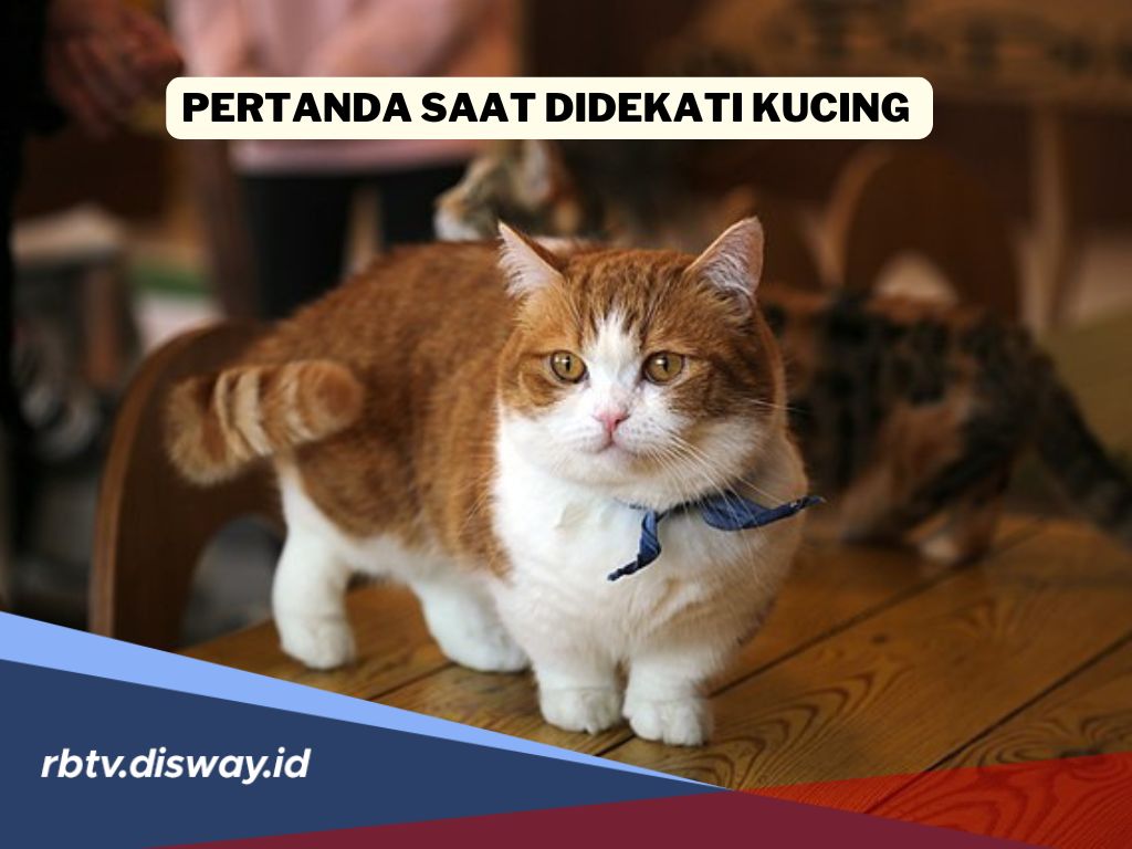 Ini Pertanda Saat Kamu Didekati Kucing: Ada Pesan Penting, Jangan Usir Dulu 