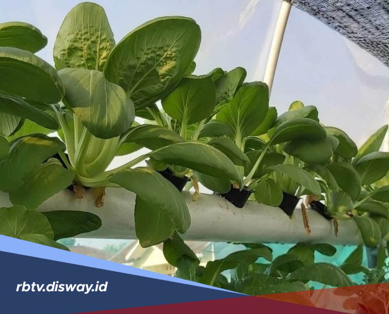 Tips Menanam dan Merawat Sawi Pakcoy Hidroponik di Halaman Rumah