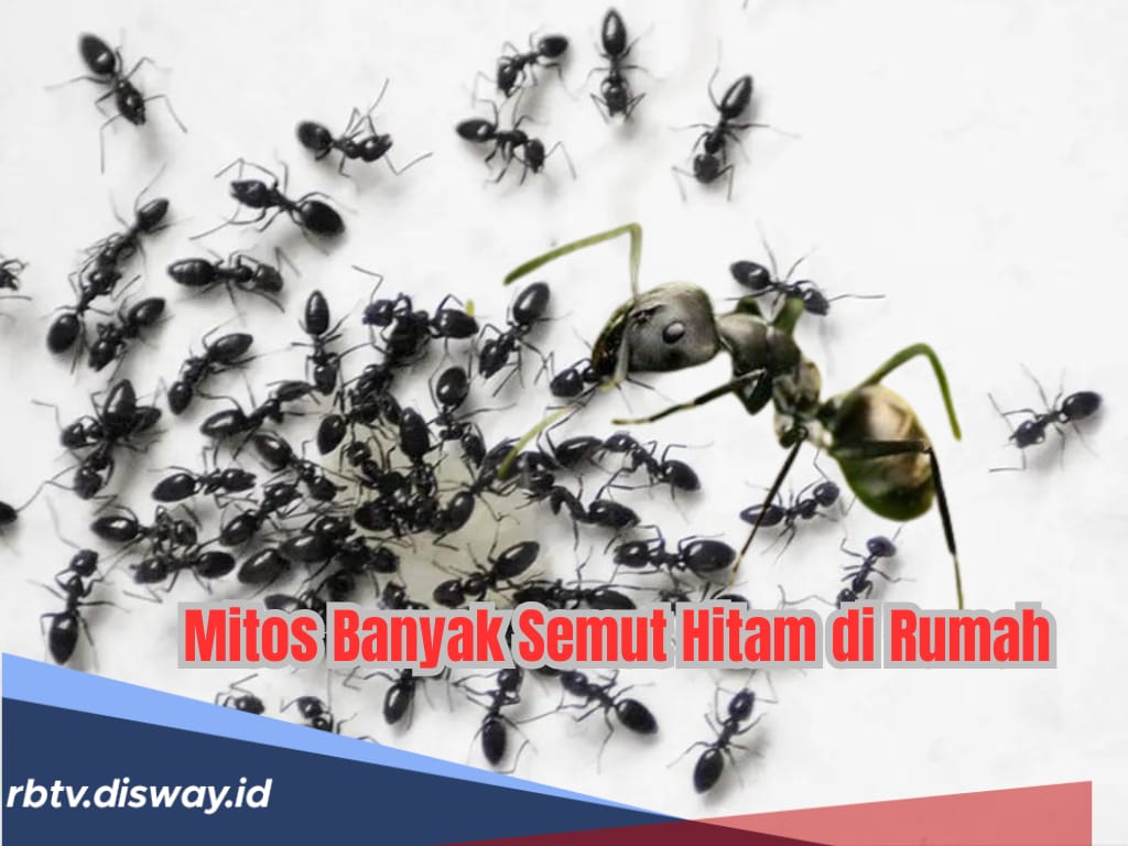 Jangan Dibunuh, jika Banyak Semut Hitam di Rumah Mitosnya Rezeki Mau Datang, Benarkah?