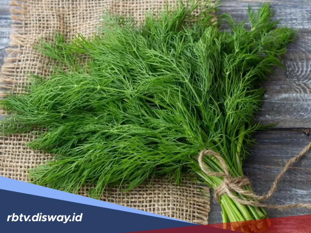 5 Manfaat Daun Adas untuk Kesehatan jika Rutin Dikonsumsi 