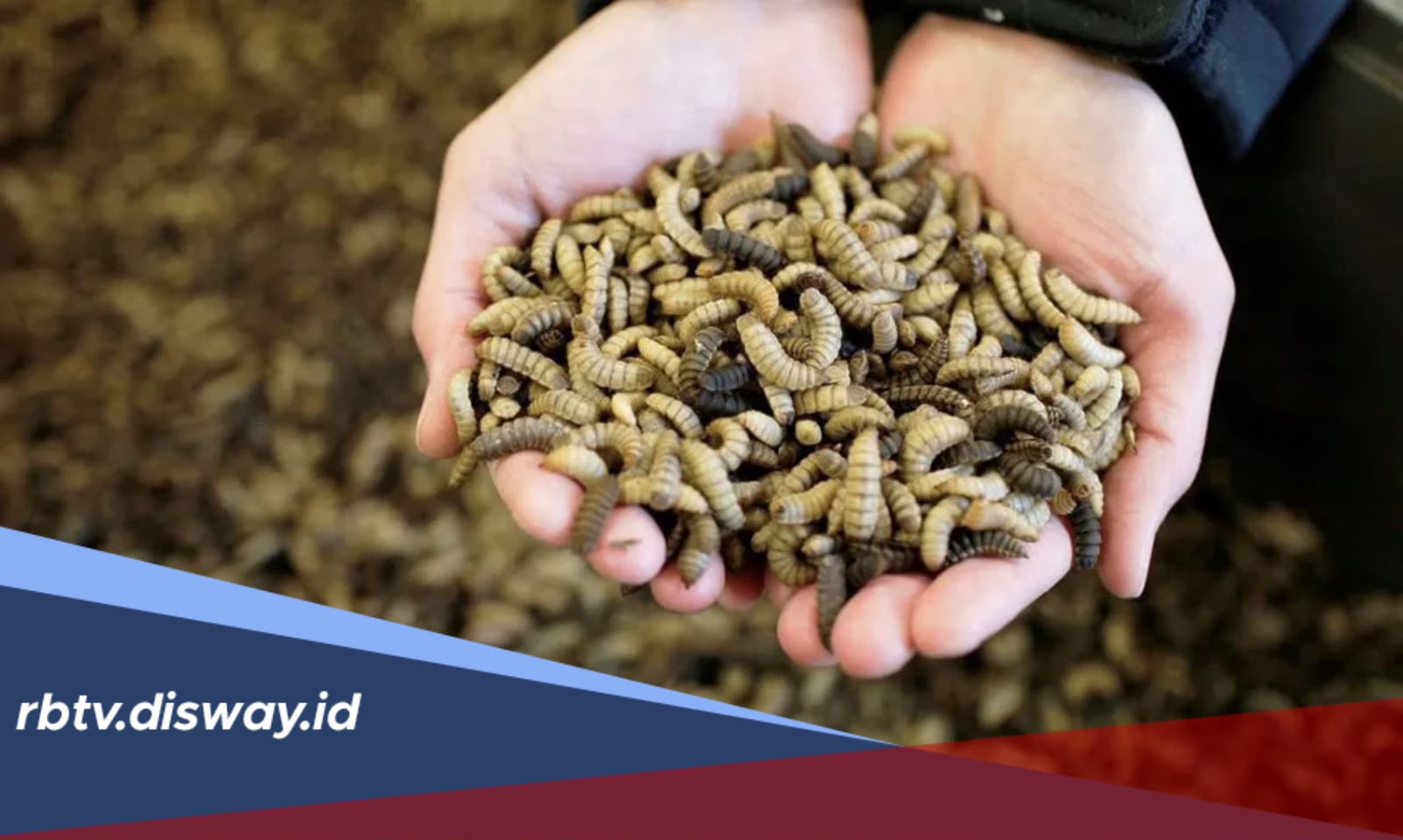 Budidaya Maggot, Cara Mudah Mengubah Sampah Jadi Pakan Bernilai