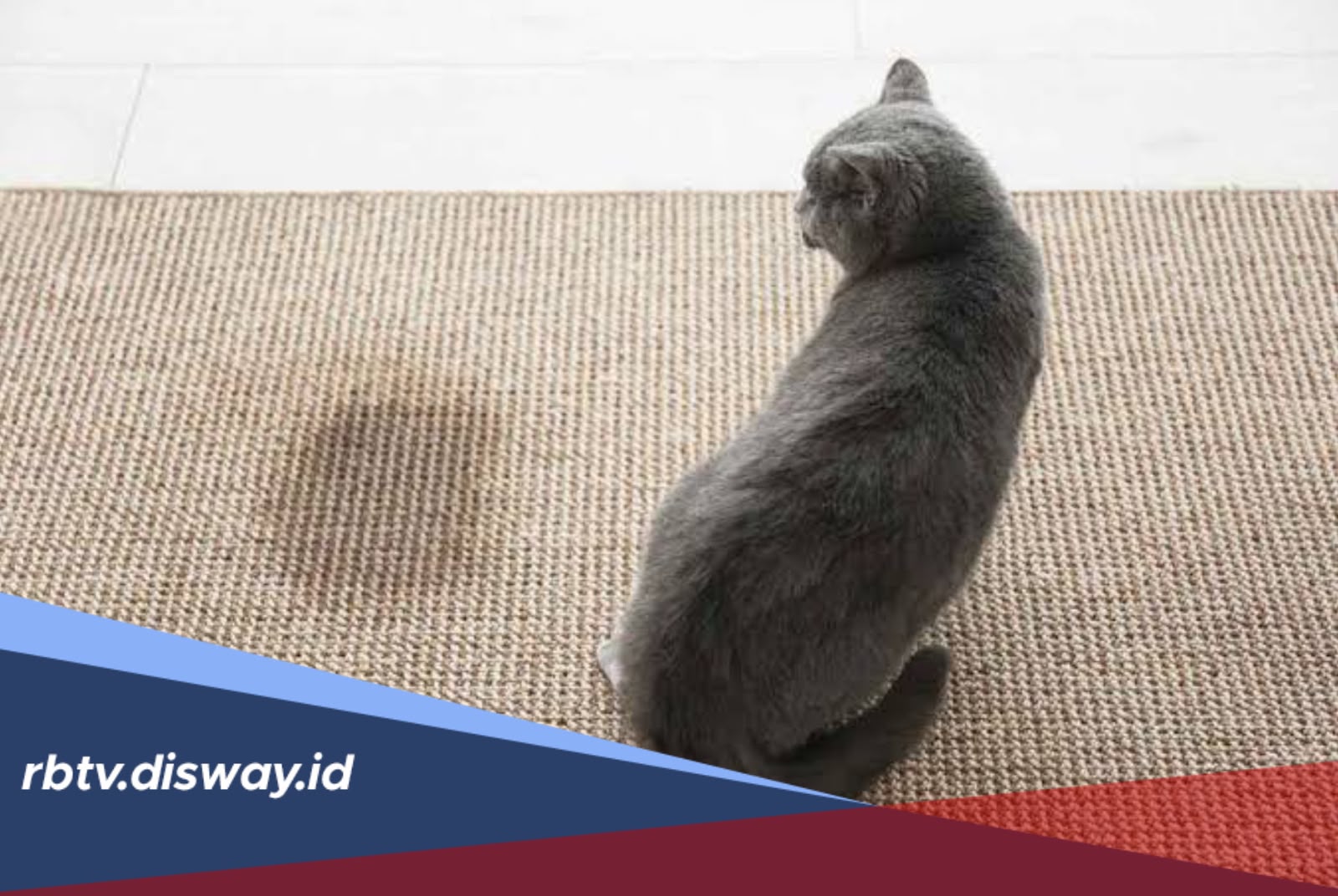 Aroma Alami yang Bikin Kucing Tidak Kencing Sembarangan