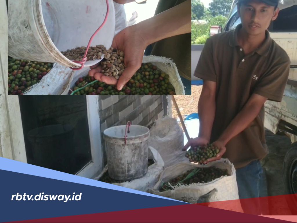 Sempat Tembus Rp185.000 per Kaleng, Kini Harga Kopi Basah di Pengepul Anjlok