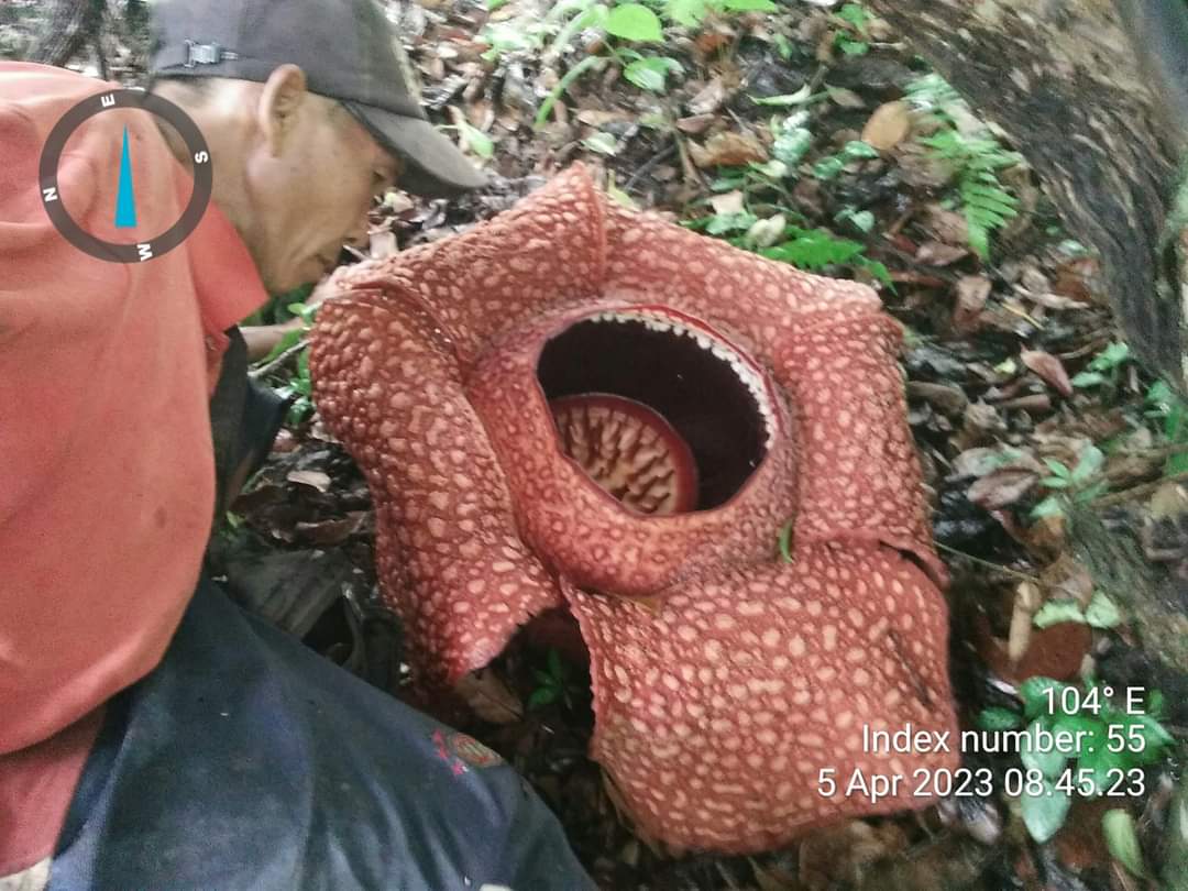 Rafflesia Arnoldi Hasil Budidaya Kembali Mekar di Lubuk Resam 