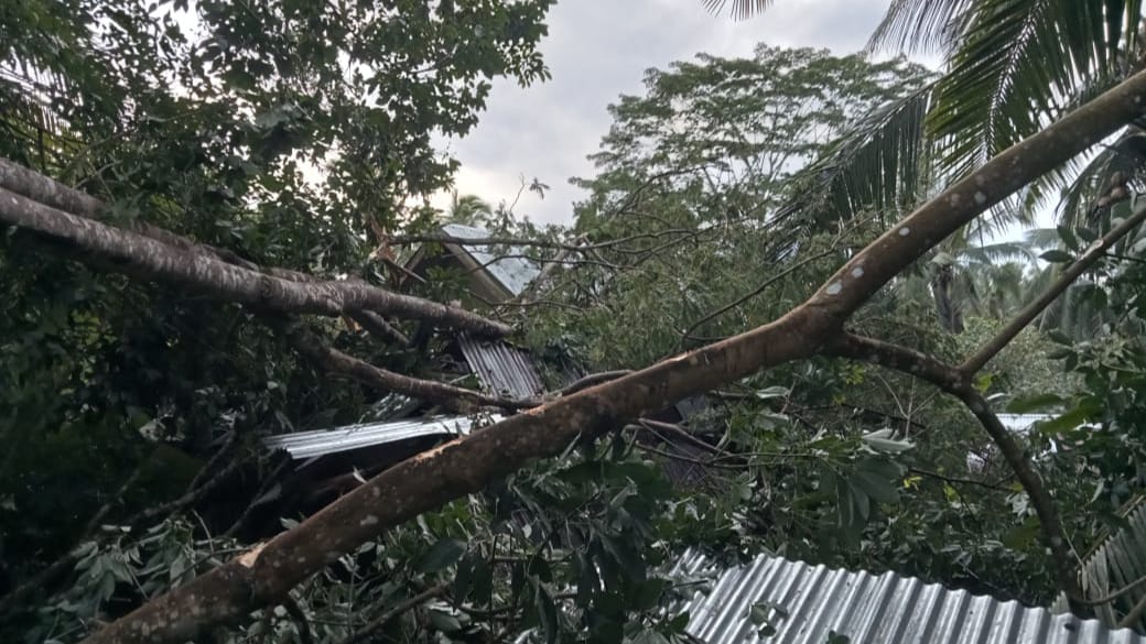 Rumah Warga Padang Rambun Seluma Ditimpa 2 Pohon