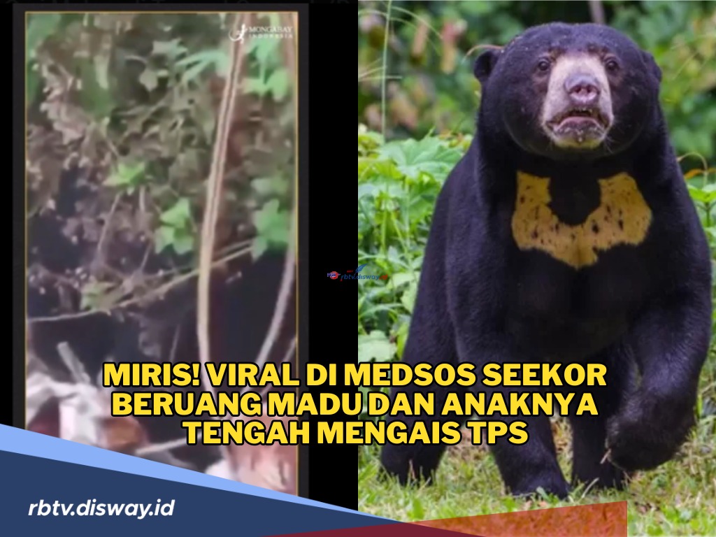 Miris! Viral di Medsos Seekor Beruang Madu dan Anaknya tengah Mengais TPS, Mencari Sisa Makanan