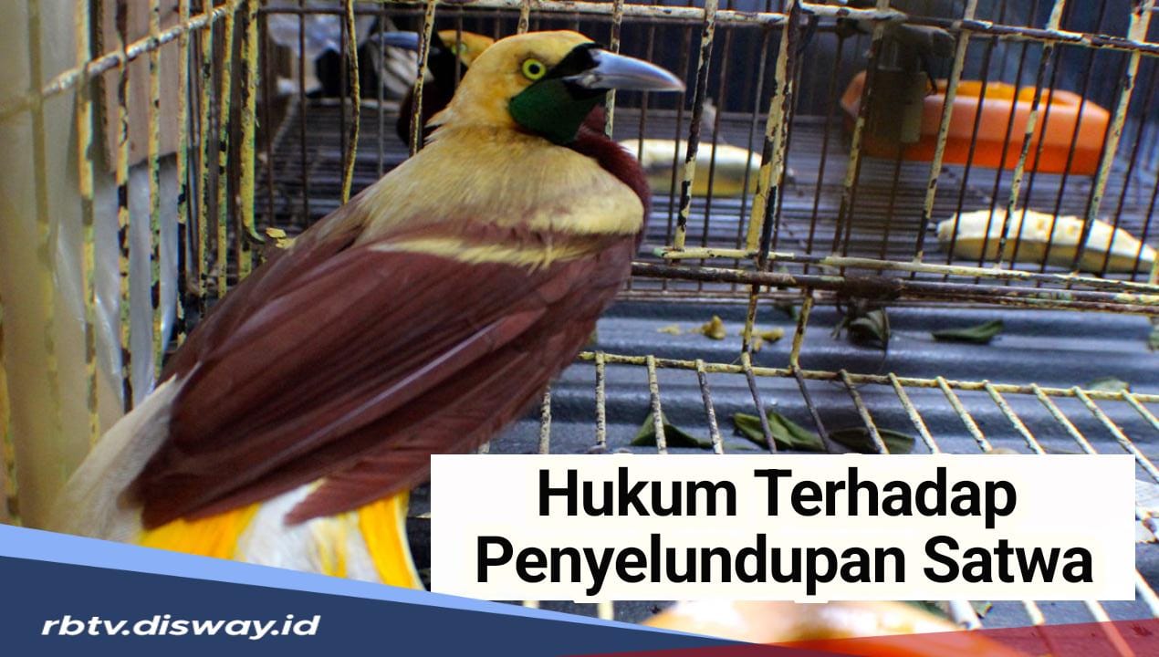 Jangan Coba-coba, Ini Hukuman Terhadap Pelaku Penyelundupan Satwa