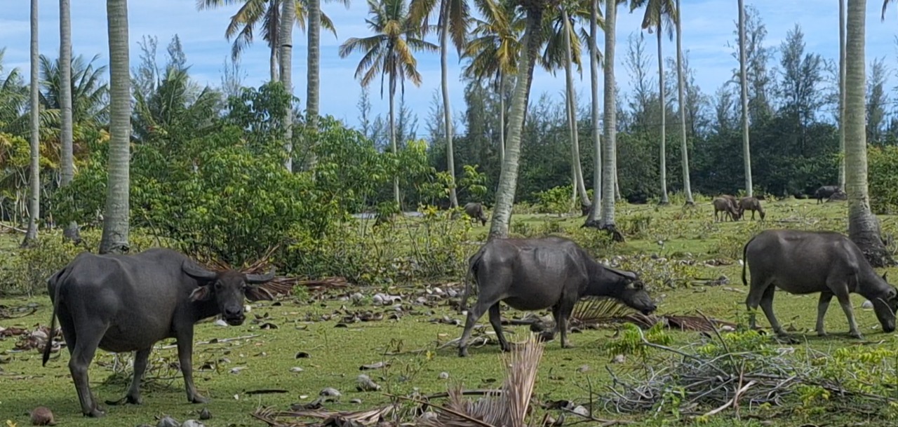 Wabah Ngorok Hantui Populasi Kerbau di Mukomuko, Ribuan Kerbau Mati 