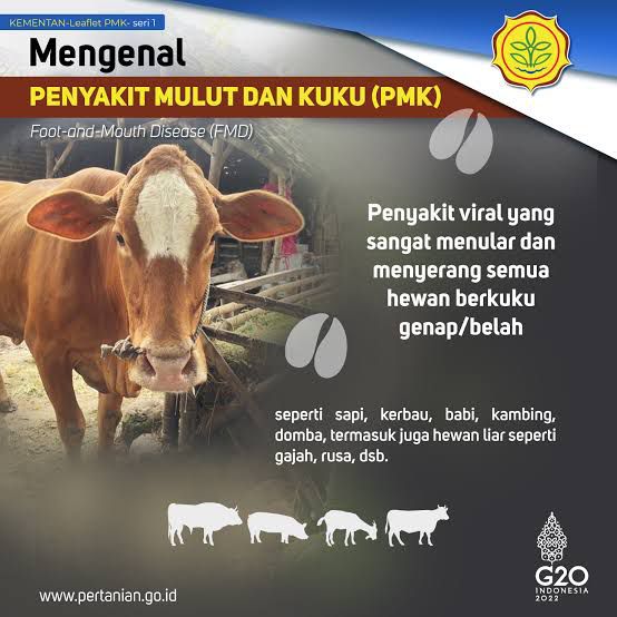 Puluhan Ekor Sapi di Kabupaten Seluma Terjangkit PMK, Pemprov Usul 61.575 Dosis Vaksin PMK