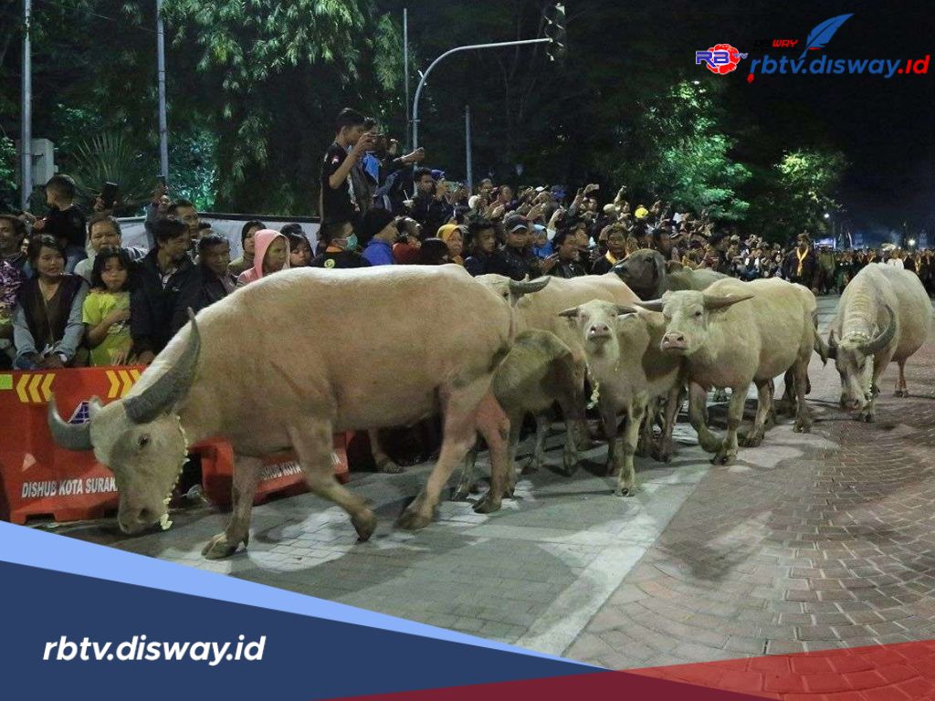 Bukan Sekadar Arak-arakan! Ini Sejarah Kebo Bule dalam Tradisi Malam Satu Suro 