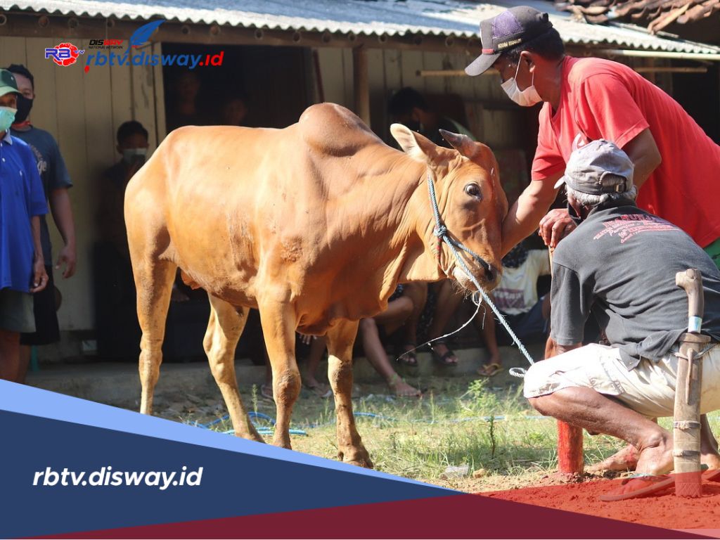 Apakah Orang yang Berkurban Dilarang Potong Kuku dan Rambut? Ini Ketentuannya