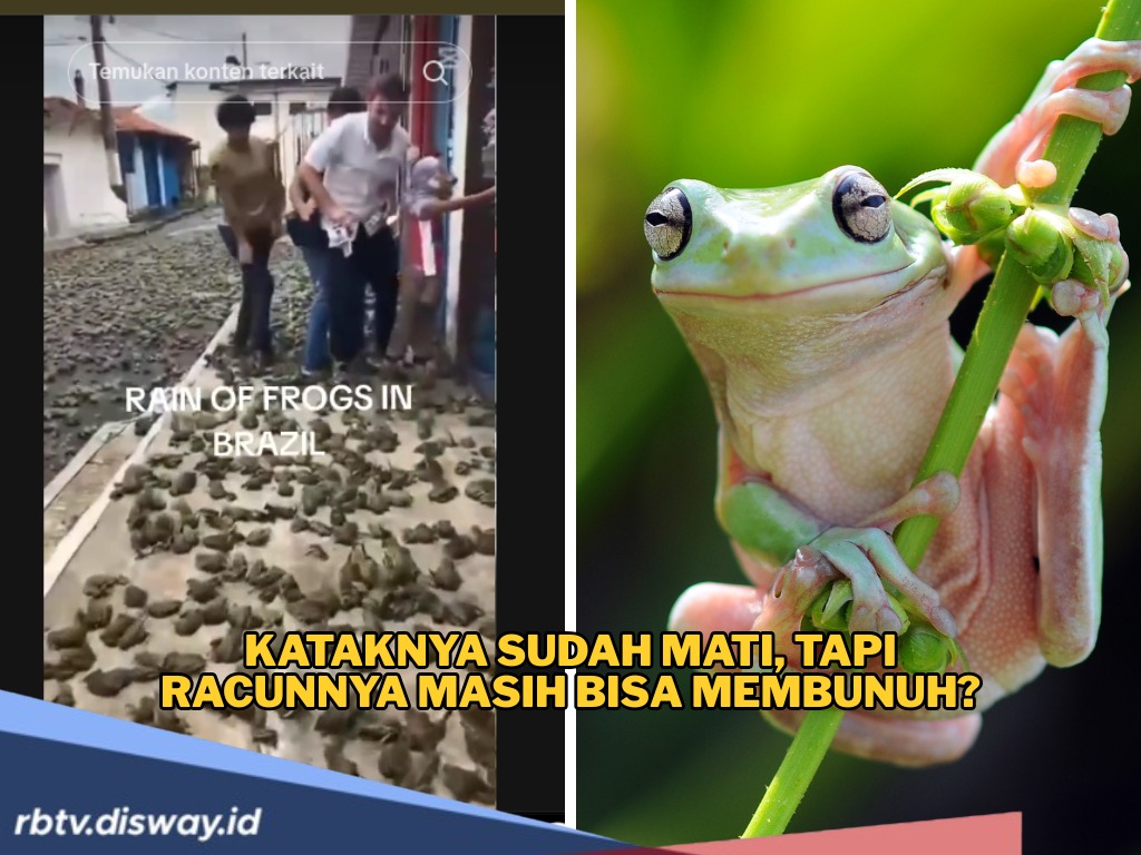 Unik tapi Ngeri Hujan Katak di Brazil, Kataknya Masih Hidup atau Sudah Mati?