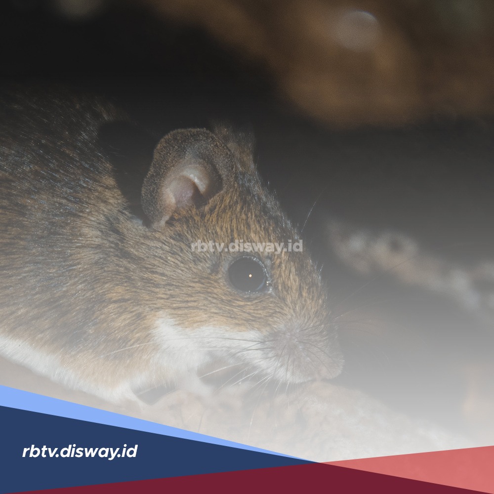 3 Cara Usir Tikus dari Dalam Rumah Menggunakan Kopi, Dijamin Ampuh