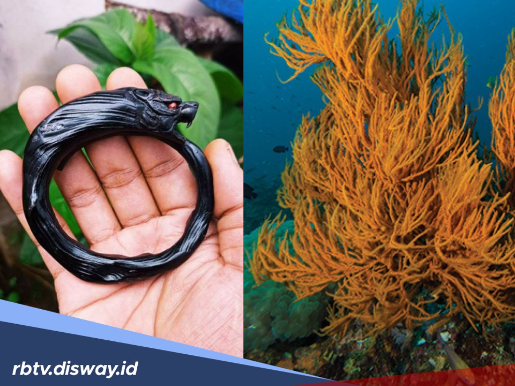 Pasti Tidak Tahu, Ini Manfaat Akar Bahar yang Asli