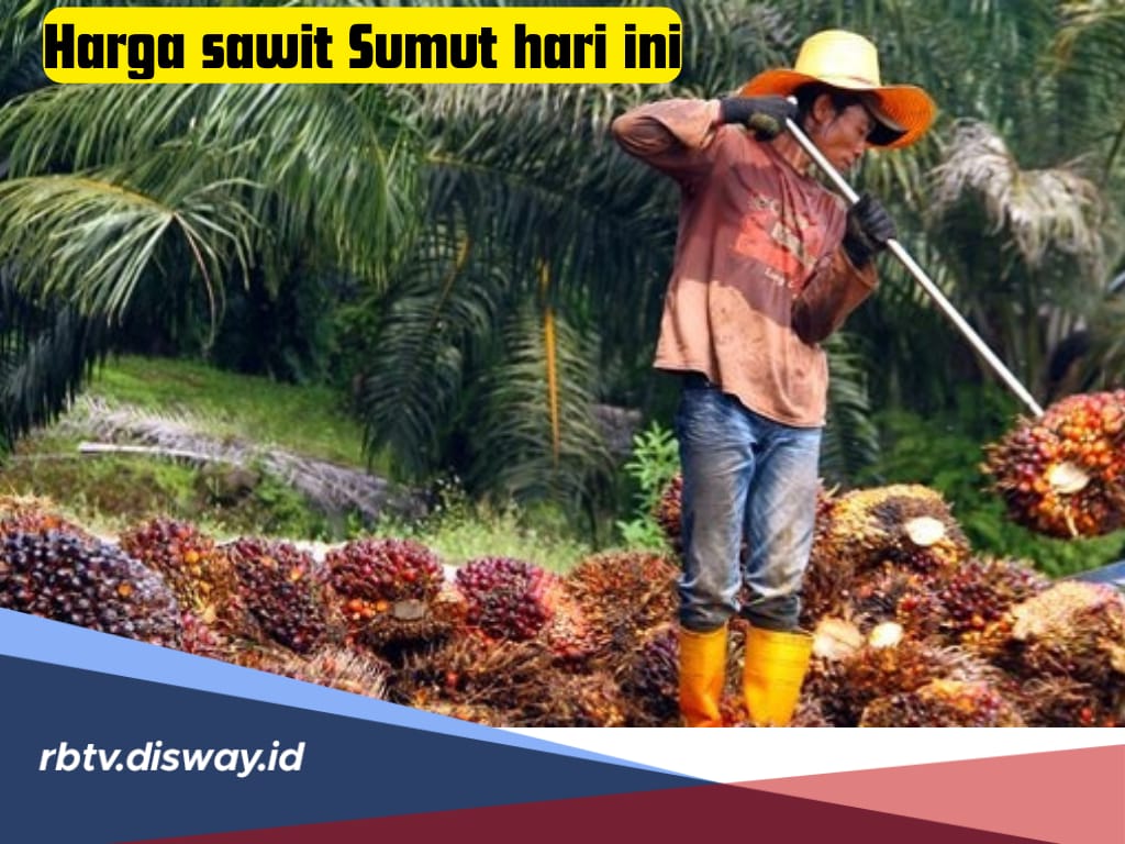 Harga Sawit Sumatera Utara 2024 Naik Tipis, Segini Acuan Harga Per Kg, Periode 25-31 Juli