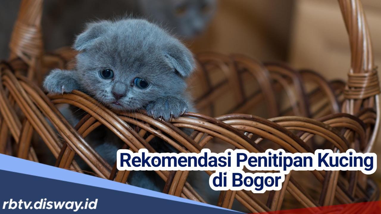 H-5 Lebaran, Rekomendasi Tempat Penitipan Kucing di Bogor Ini Mulai Penuh