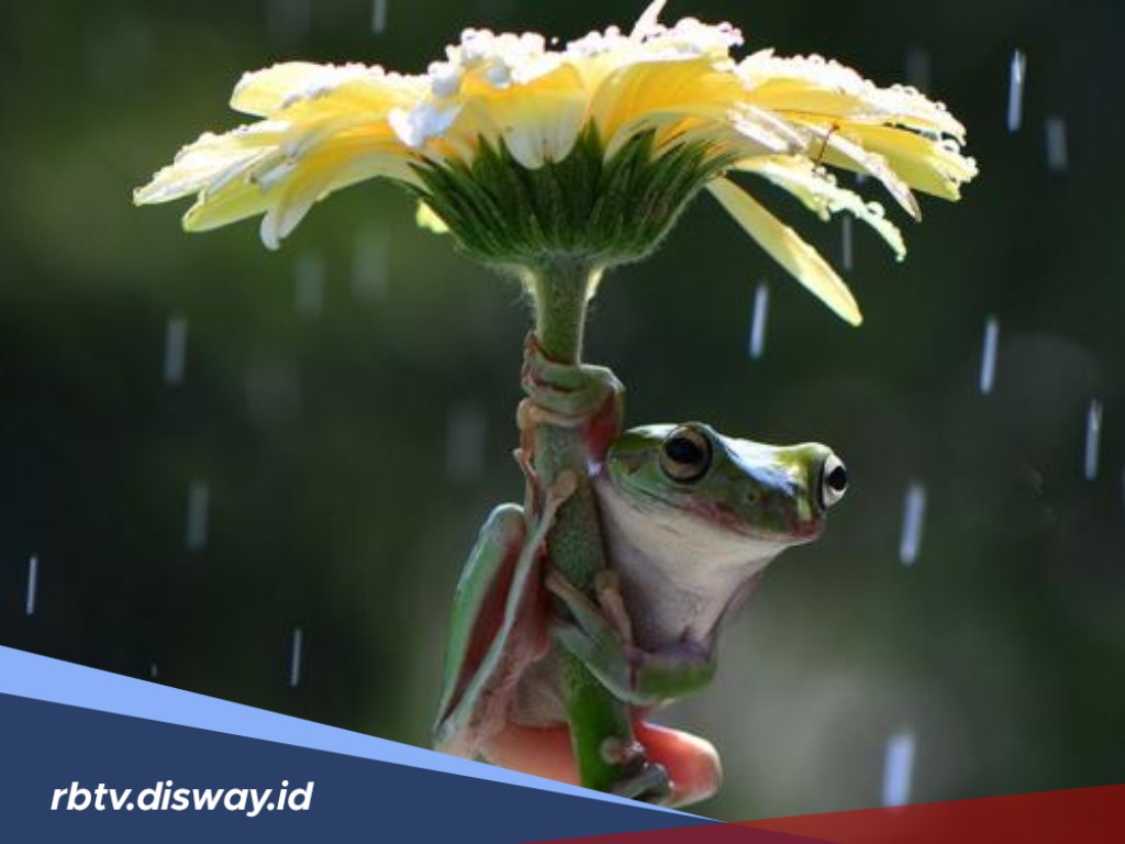 Antisipasi Fenomena Hujan Katak di Brazil Terjadi di Indonesia, Begini Cara Mengusir Katak dari Halaman
