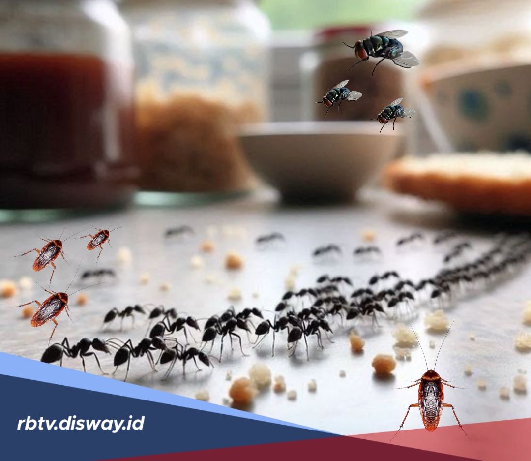 Cara Mengusir Semut, Lalat, dan Kecoak di Dapur Secara Alami Tanpa Racun Kimia