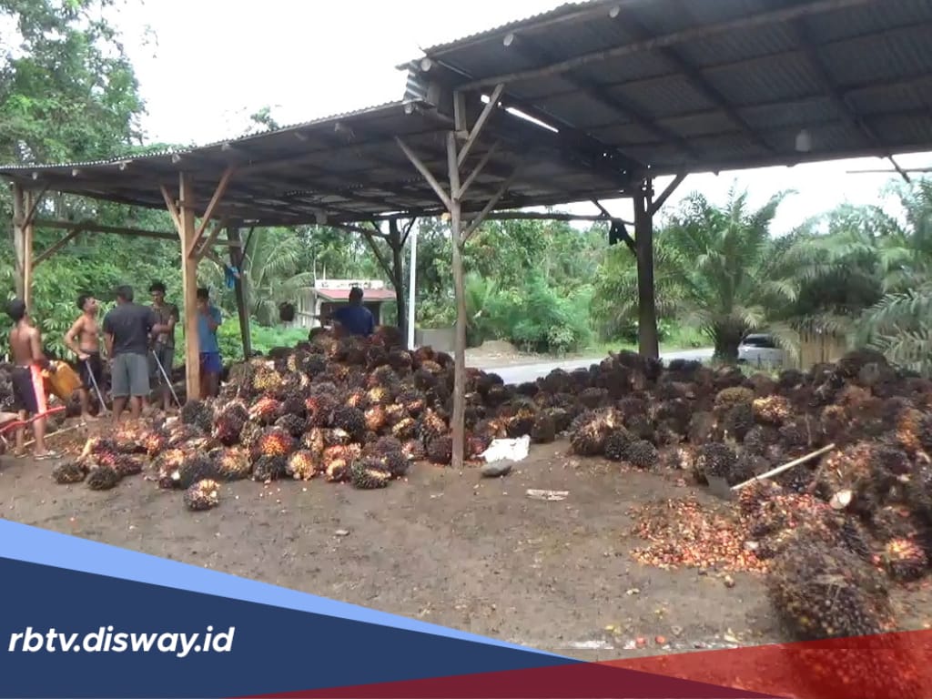 Harga TBS Sawit di Bengkulu Utara, Terbaru Harga Kembali Merosot