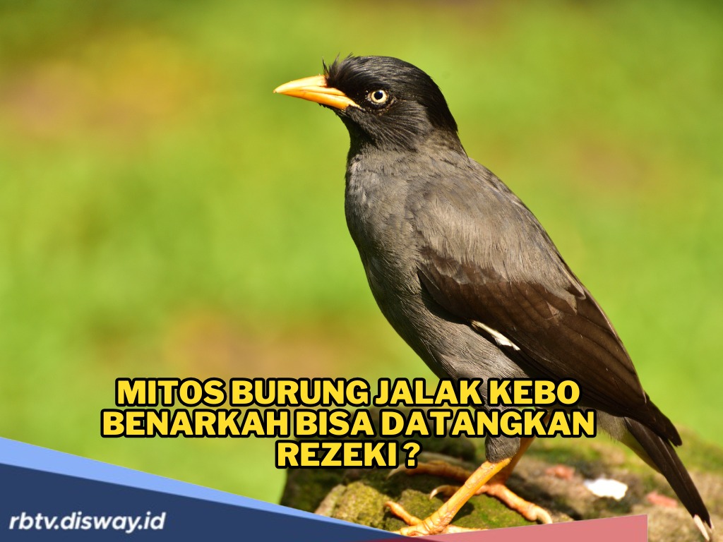 Benarkah Burung Jalak Kebo Bisa Datangkan Rezeki dan Aura Positif? Ini Deretan Mitos Unik yang Masih Dipercaya