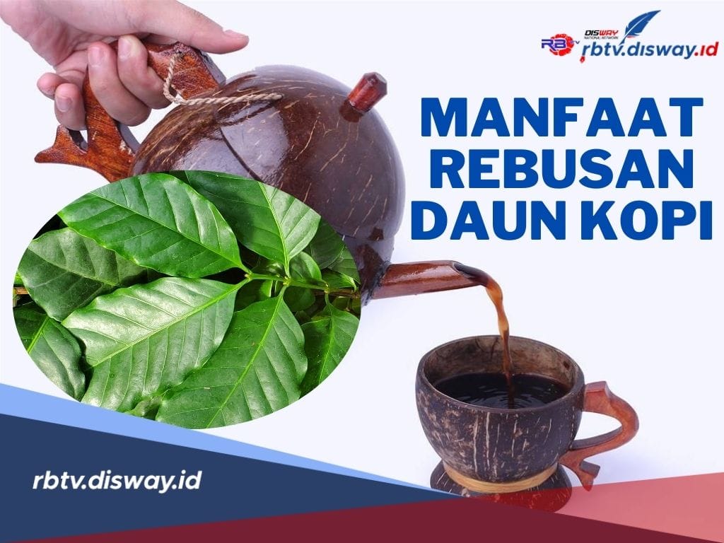 5 Manfaat Rebusan Daun Kopi  untuk Masalah Kesehatan Hingga Kecantikan