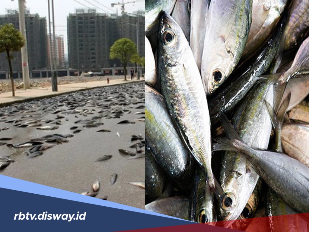 Fenomena Tak Biasa tapi Nyata, Ini Negara-negara yang Terjadi Hujan Ikan