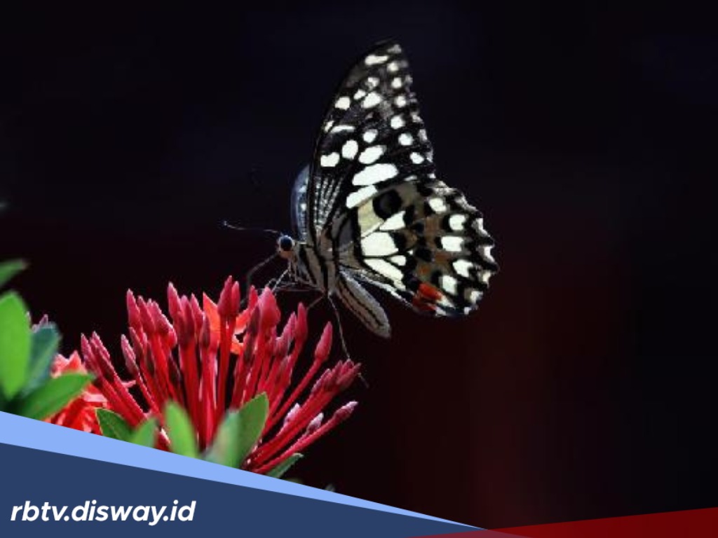 Mitos Kupu-kupu Masuk Rumah, Pertanda Baik atau Buruk?