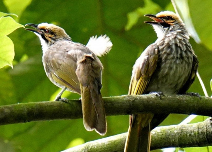 Nama-nama Burung yang Dipercaya Pembawa Keberuntungan, Cocok untuk Burung Kesayangan