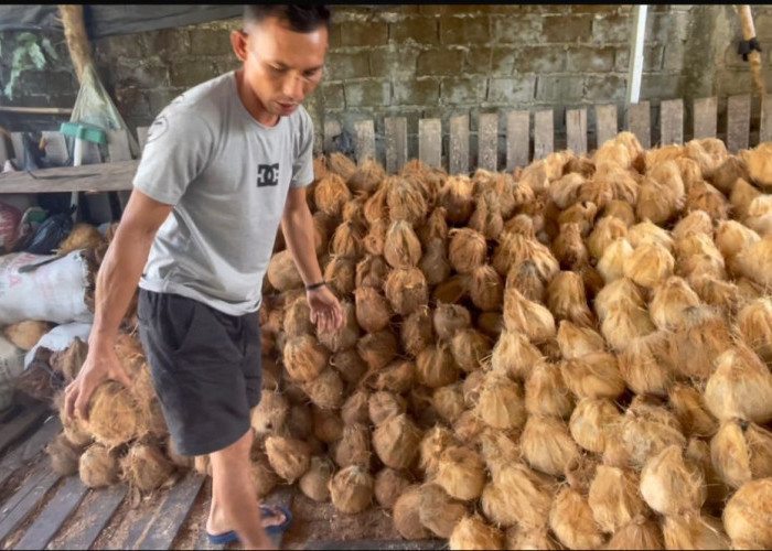 Petani Kelapa di Lebong Bisa Tersenyum, Kelapa Kualitas Baik Tembus Rp4.000 per Butir