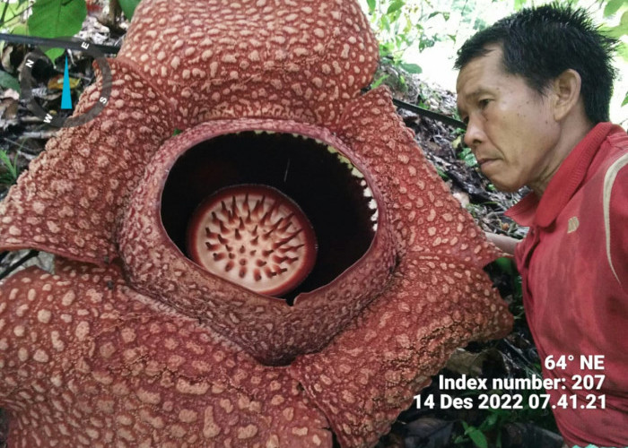 Rafflesia Mekar di Lubuk Resam, Ternyata Hasil Budidaya Kok Bisa? 