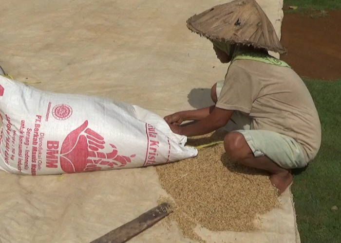 Petani Menjerit, Pemkab Bengkulu Utara Tak Berkutik Karena Alasan Ini