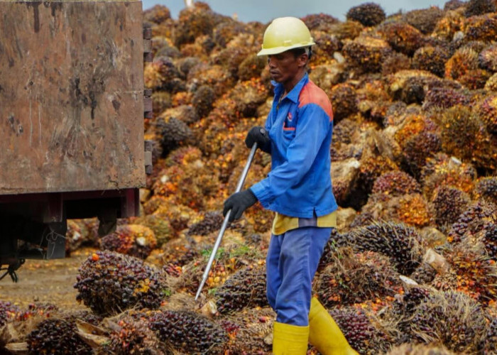 Harga TBS Kelapa Sawit Bengkulu Periode II April 2026