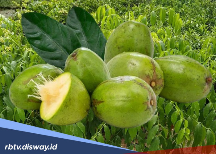 Buah Kedondong Punya Manfaat untuk Kesehatan? Cek Faktanya Berikut