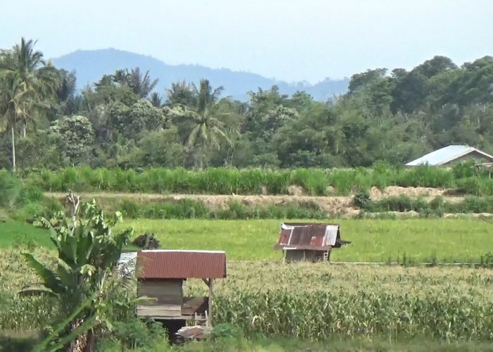 Jaringan Irigasi Rusak Petani Beralih Fungsi Lahan, Pemerintah Dorong Perda Lahan Pertanian Pangan Berkelanjut