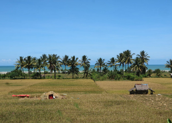 Tebar Benih di Lahan Sawah 7.807 Ha, Bengkulu Selatan Ingin Jadi Lumbung Padi Terbesar di Bengkulu