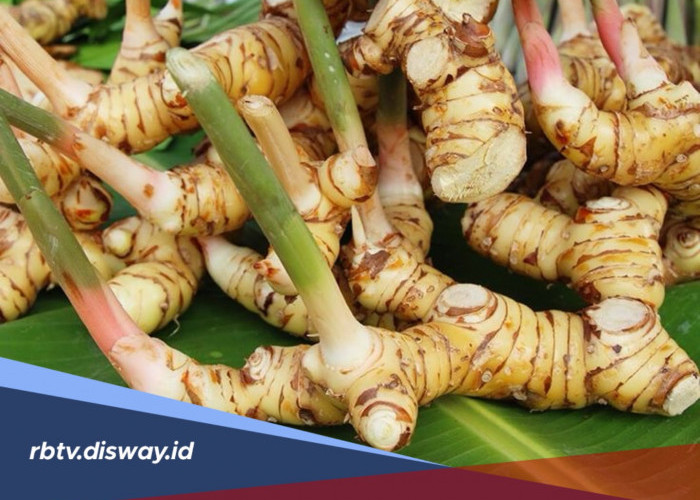  Manfaat Lengkuas untuk Kesehatan Tubuh Selain Jadi Bumbu Dapur 