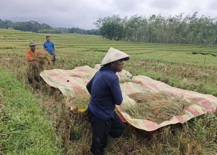 Tanaman Padi Diserang Kepinding Hitam, Hasil Panen Gabah di Bengkulu Utara Menyusut