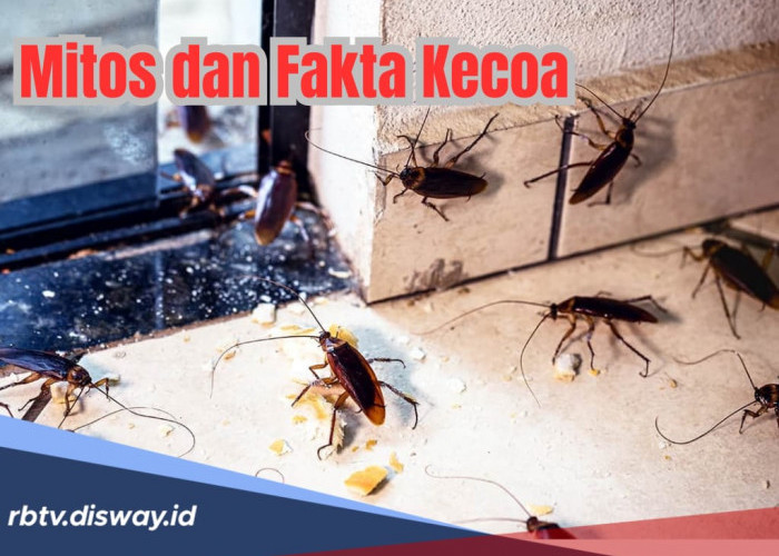 Mitos dan Fakta Banyak Kecoa di Rumah, Apakah Benar Mampu Hidup Meski Tanpa Kepala?