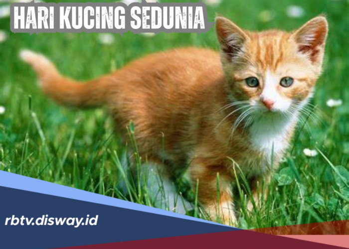 Sejarah dan Makna Hari Kucing Sedunia 8 Agustus, Hewan Peliharaan Populer