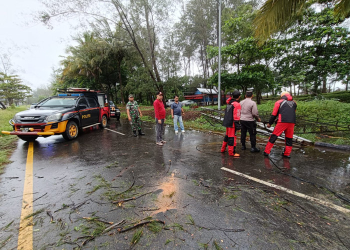 Hujan Badai, Beberapa Titik Pohon Di Kota Bengkulu Tumbang