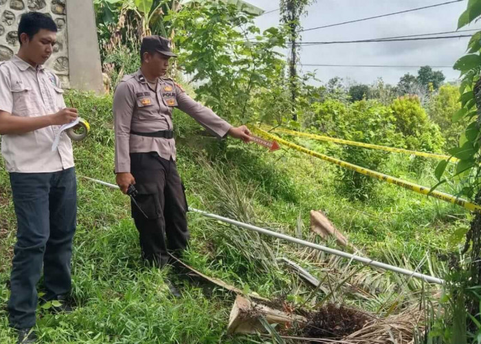 Tukang Panen Sawit di Seluma Tewas Saat Memanen, Egrek Tersangkut Kabel Listrik