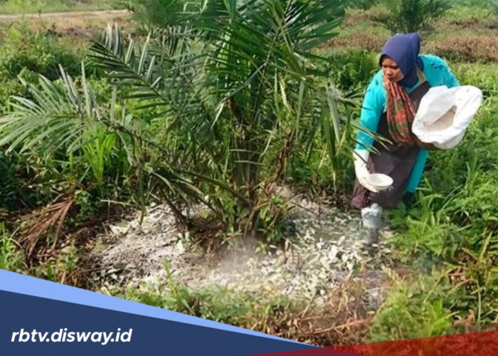 Tahapan dan Takaran Pemupukan Tanaman Kelapa Sawit Supaya Cepat Berbuah