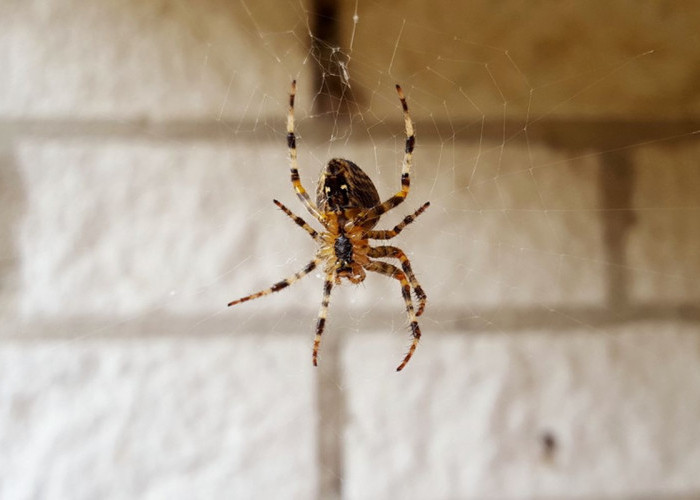 Mitos Laba-laba Masuk Rumah Menurut Primbon Jawa, Pertanda Buruk atau Justru Keberuntungan?