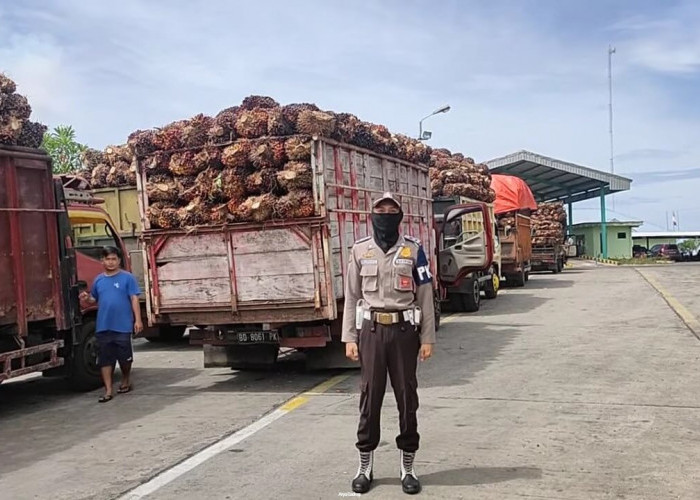 Harga TBS Sawit di Kabupaten Seluma Merosot, Petani dan Toke Merugi