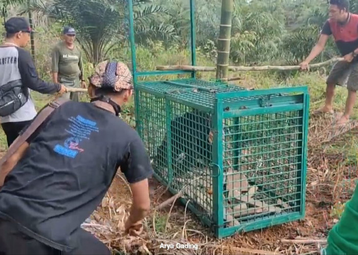 Heboh, Hewan Ternak Milik Karyawan PTPN VII Padang Pelawi Diduga Diserang Binatang Buas