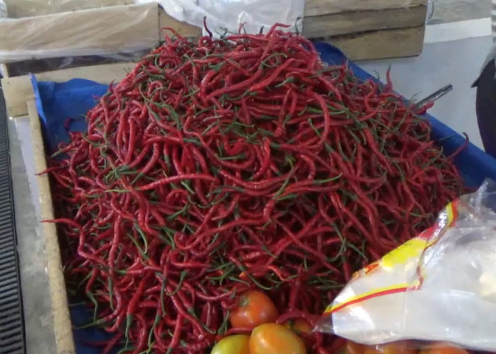 Cabai Merah di Bengkulu Utara Rp 65 Ribu per Kg, Waspada Kenaikan Jelang Nataru