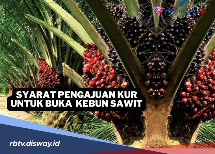 Terkendala Modal? Ini Syarat Pinjaman KUR untuk Buka Kebun Sawit 2025