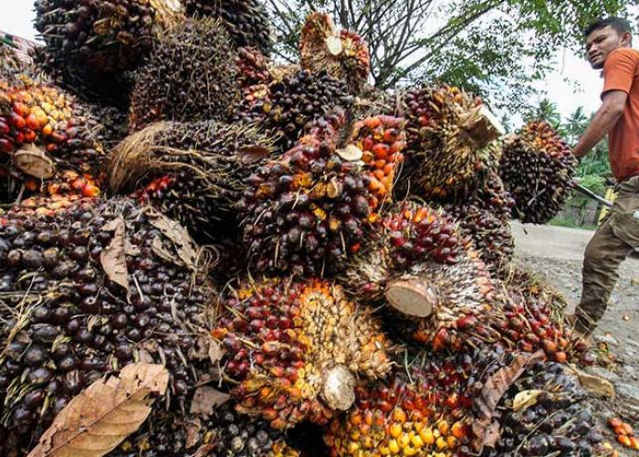 Petani Sawit di Bengkulu Merana Pasca Kebijakan  Ekspor Satu Pintu via BUMN, Harga TBS Sawit Terjun Bebas