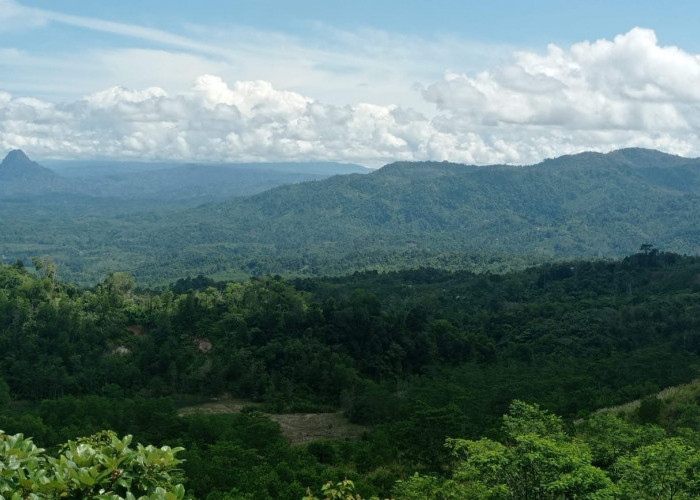 Bukit Sanggul Simpan Emas Lebih Banyak dari PT Freeport Papua, Investor Tertarik