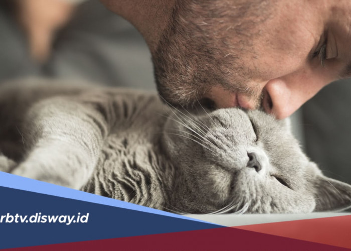 Cat Lover Wajib Tahu! Fakta Unik Kucing yang Bikin Makin Gemas